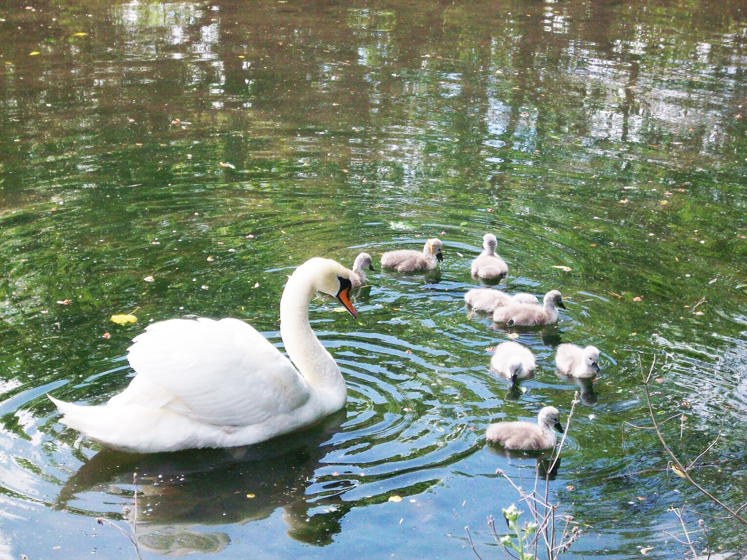 swan and ducklings
